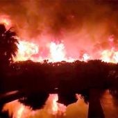 Incendio en la plantación de palmeras de Elche.