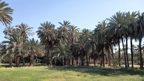 Huerto de palmeras en Elche.