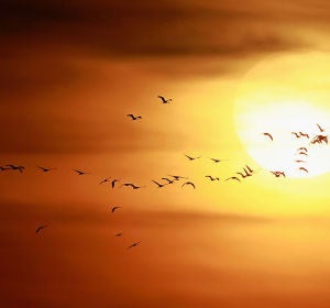 Pájaros en el horizonte Pájaros en el horizonte