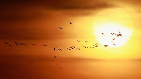 P&aacute;jaros P&aacute;jaros en el horizonte 