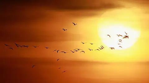 Pájaros en el horizonte Pájaros Pájaros en el horizonte