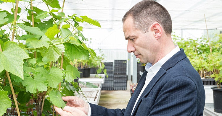 Se nos va la olla al Ribeiro Se nos va la olla al Ribeiro