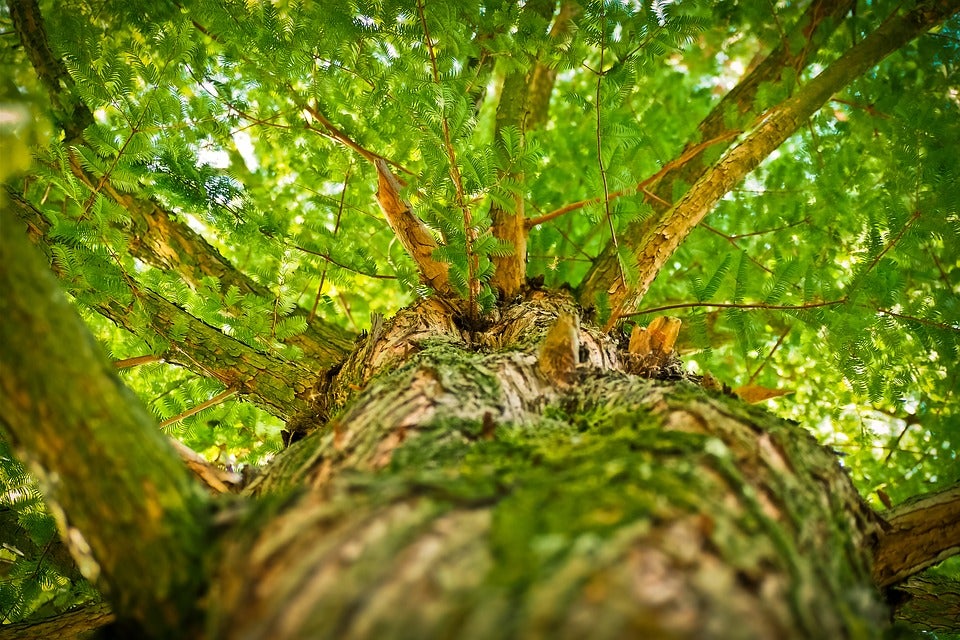 Historia de un árbol tan largo como un campo de fútbol Historia de un árbol tan largo como un campo de fútbol