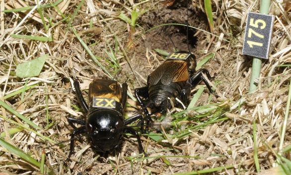Origen Farms, la granja de grillos que arrasa en La Roda Origen Farms, la granja de grillos que arrasa en La Roda
