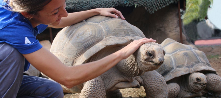 Darwin es una de las tortugas de Aldabra. Darwin es una de las tortugas de Aldabra.