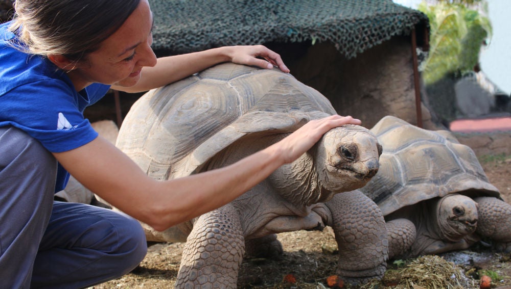 Darwin es una de las tortugas de Aldabra.