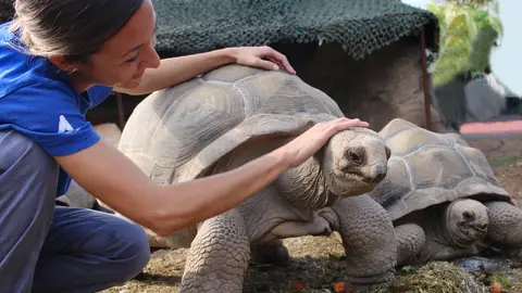 Darwin es una de las tortugas de Aldabra. TORTUGA OCEANOGRÀFIC