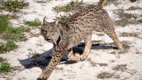Muere atropellado uno de los linces m&aacute;s longevos de la poblaci&oacute;n de Do&ntilde;ana