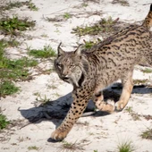 Muere atropellado uno de los linces más longevos de la población de Doñana Muere atropellado uno de los linces más longevos de la población de Doñana