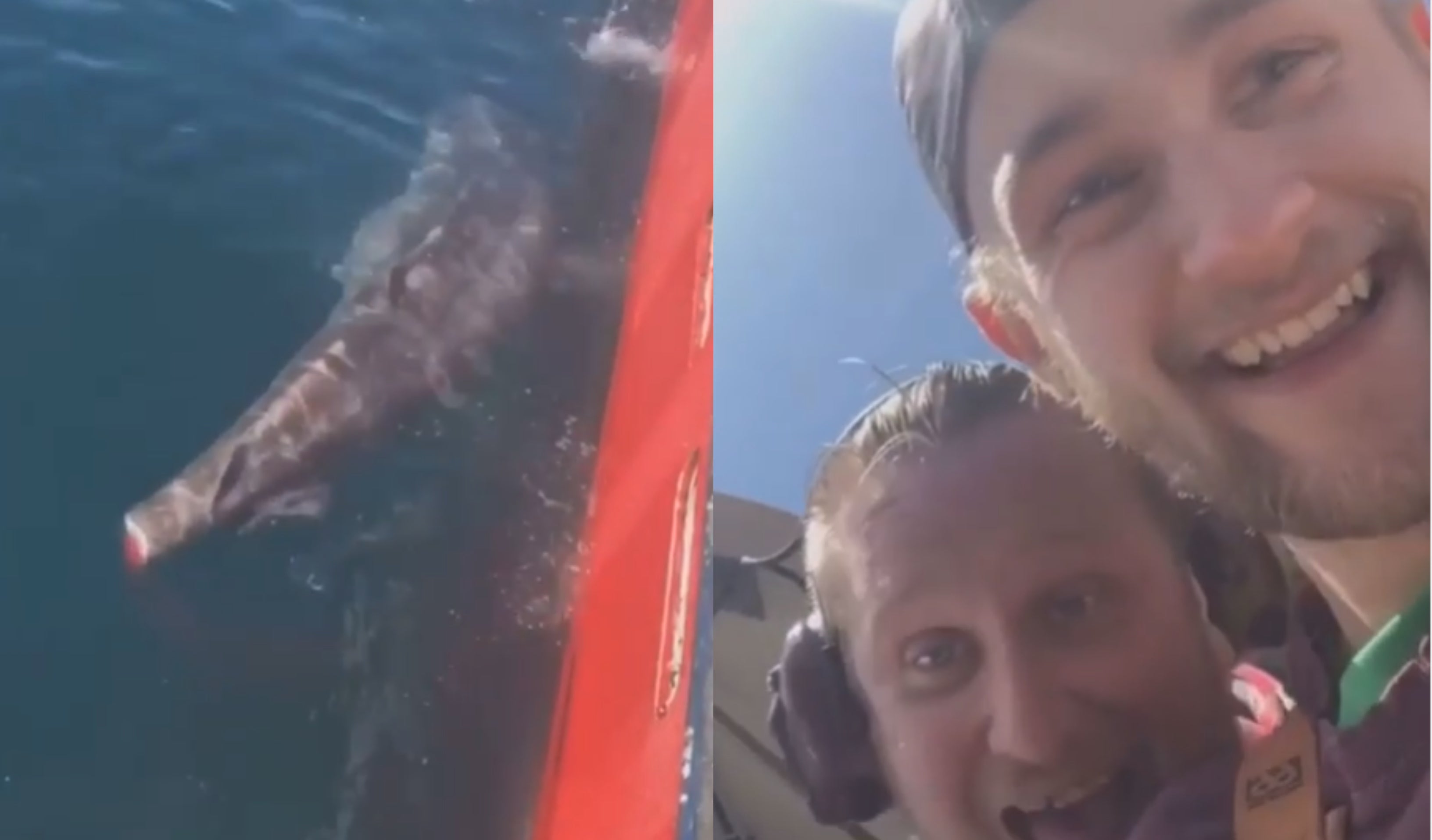Dos pescadores se graban cortando la cola de un tiburón: "Buena suerte tratando de nadar, bastardo" Dos pescadores se graban cortando la cola de un tiburón: "Buena suerte tratando de nadar, bastardo"