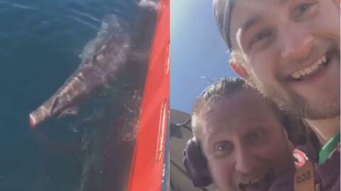 Cortan la cola a un tibur&oacute;n por diversi&oacute;n y suben su haza&ntilde;a a las redes sociales