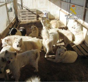 Perros enjaulados en la finca de Sax inspeccionada por el Seprona. Perros enjaulados en la finca de Sax inspeccionada por el Seprona.