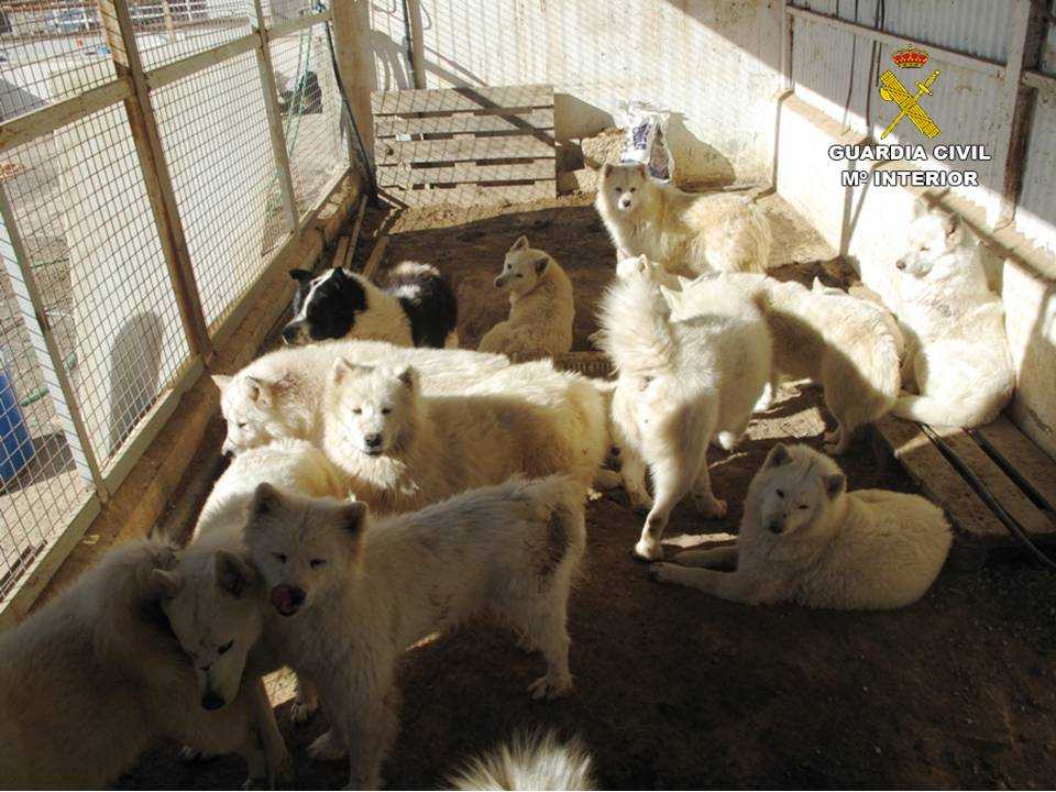 El Seprona localiza en Sax una finca desde la que se investiga una posible red de tráfico de perros de raza Semoyedo El Seprona localiza en Sax una finca desde la que se investiga una posible red de tráfico de perros de raza Semoyedo