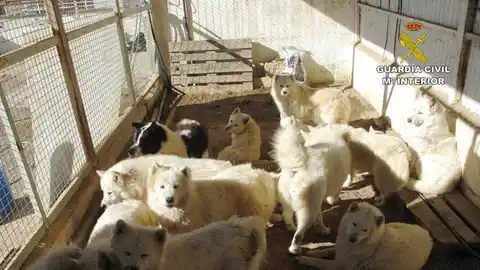 Perros enjaulados en la finca de Sax inspeccionada por el Seprona. Perros enjaulados en la finca de Sax inspeccionada por el Seprona.