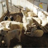 Perros enjaulados en la finca de Sax inspeccionada por el Seprona.