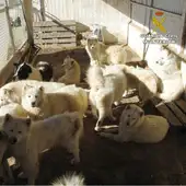 Perros enjaulados en la finca de Sax inspeccionada por el Seprona. Perros enjaulados en la finca de Sax inspeccionada por el Seprona.