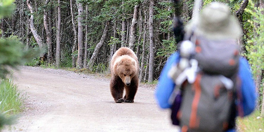El oso "roba-coches" que atemoriza a un pueblo de Colorado El oso "roba-coches" que atemoriza a un pueblo de Colorado