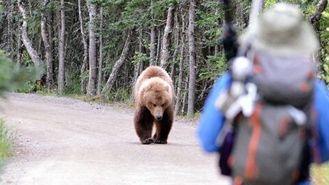 El oso pardo ataco 664 veces al ser humano entre 2000 y 2015 en todo el mundo