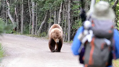 El oso pardo ataco 664 veces al ser humano entre 2000 y 2015 en todo el mundo El oso pardo ataco 664 veces al ser humano entre 2000 y 2015 en todo el mundo