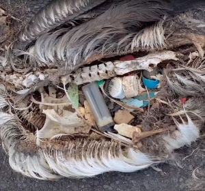Albatros con plástico dentro Albatros con plástico dentro