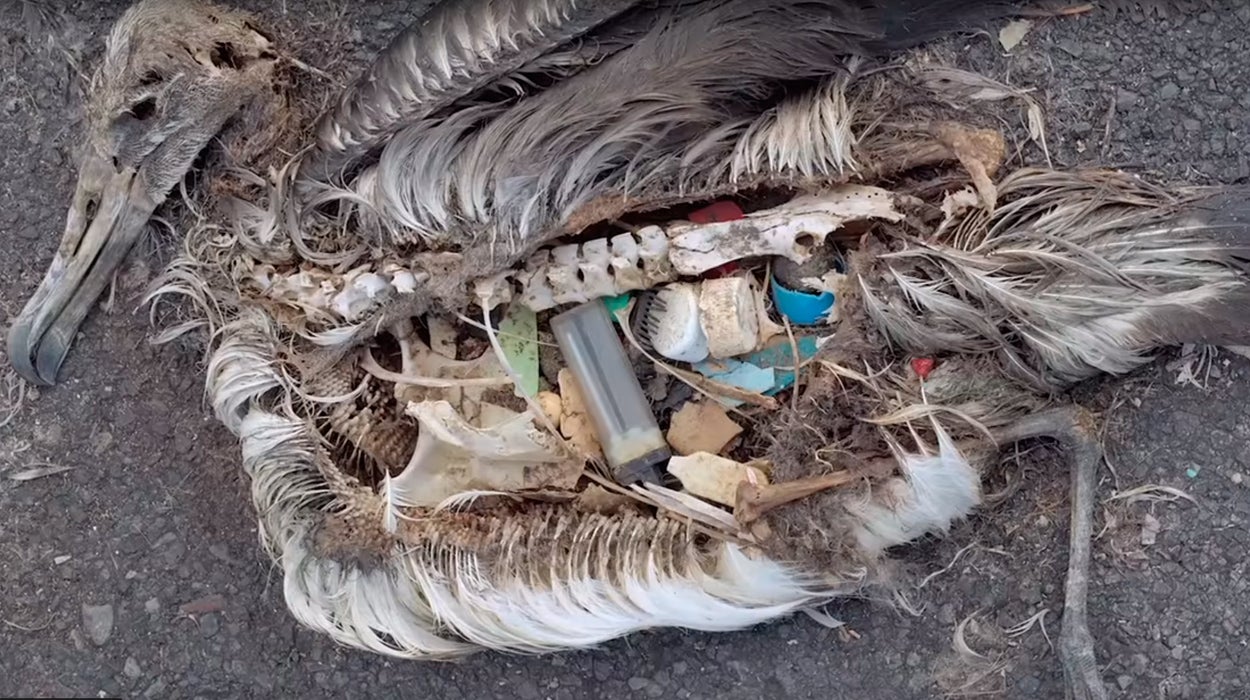 Los albatros confunden los tapones de plástico con peces de colores: muerte plástica Los albatros confunden los tapones de plástico con peces de colores: muerte plástica