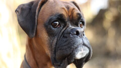 Perra boxer (Archivo)