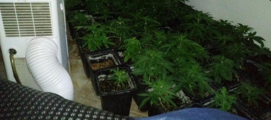 Plantación de marihuana Plantación de marihuana