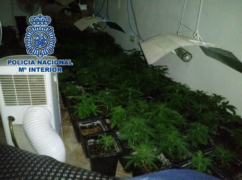 La Policía incauta casi 600 plantas de marihuana en dos operaciones La Policía incauta casi 600 plantas de marihuana en dos operaciones