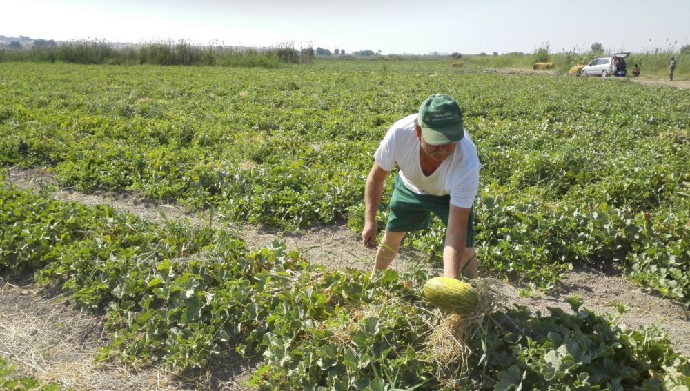 Un agricultor con un melón de Carrizales. 