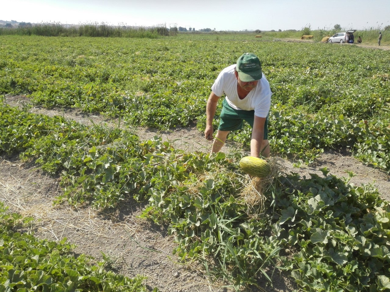Los recortes en el trasvase Tajo-Segura pondrán en riesgo más de 2000 empleos en la agricultura de Elche Los recortes en el trasvase Tajo-Segura pondrán en riesgo más de 2000 empleos en la agricultura de Elche