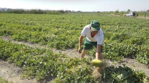 Un agricultor con un mel&oacute;n de Carrizales. 