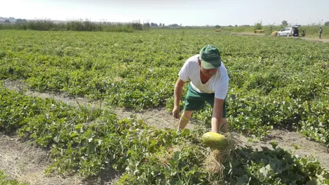 Un agricultor con un melón de Carrizales. Un agricultor con un melón de Carrizales.