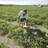 Un agricultor con un melón de Carrizales. Un agricultor con un melón de Carrizales.