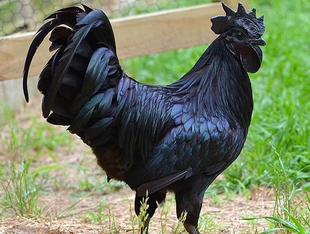 Divulga que algo queda: El pollo más caro del mundo es negro por dentro y por fuera Divulga que algo queda: El pollo más caro del mundo es negro por dentro y por fuera