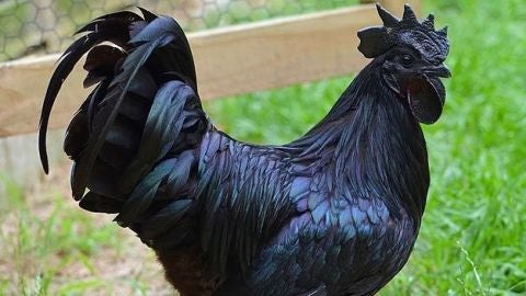 Ayam Cemani de Legendofgao
