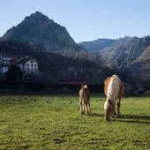 Oseja de Sajambre en Picos de Europa Oseja de Sajambre en Picos de Europa
