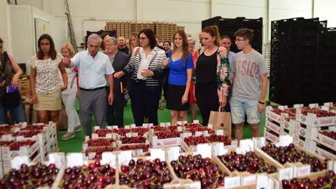 Campaña recogida cereza en Güejar Sierra Primeras cerezas de Güejar
