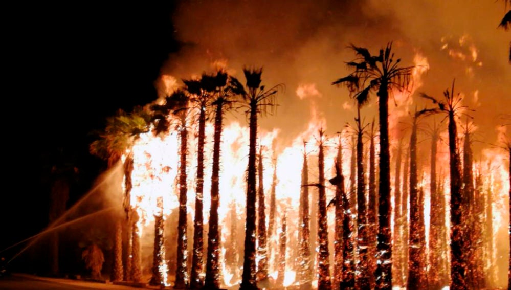 Uno de los incendios registrados la pasada madrugada en un huerto de palmeras del Camp d'Elx.