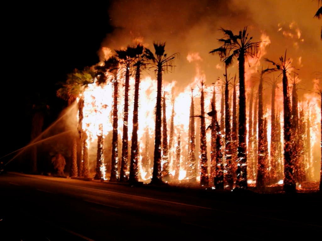 Cuatro incendios en el Camp d’Elx calcinan 8.000 palmeras y movilizan toda la madrugada a una treintena de bomberos Cuatro incendios en el Camp d’Elx calcinan 8.000 palmeras y movilizan toda la madrugada a una treintena de bomberos