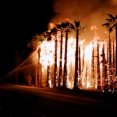 Uno de los incendios registrados la pasada madrugada en un huerto de palmeras del Camp d'Elx. Uno de los incendios registrados la pasada madrugada en un huerto de palmeras del Camp d'Elx.