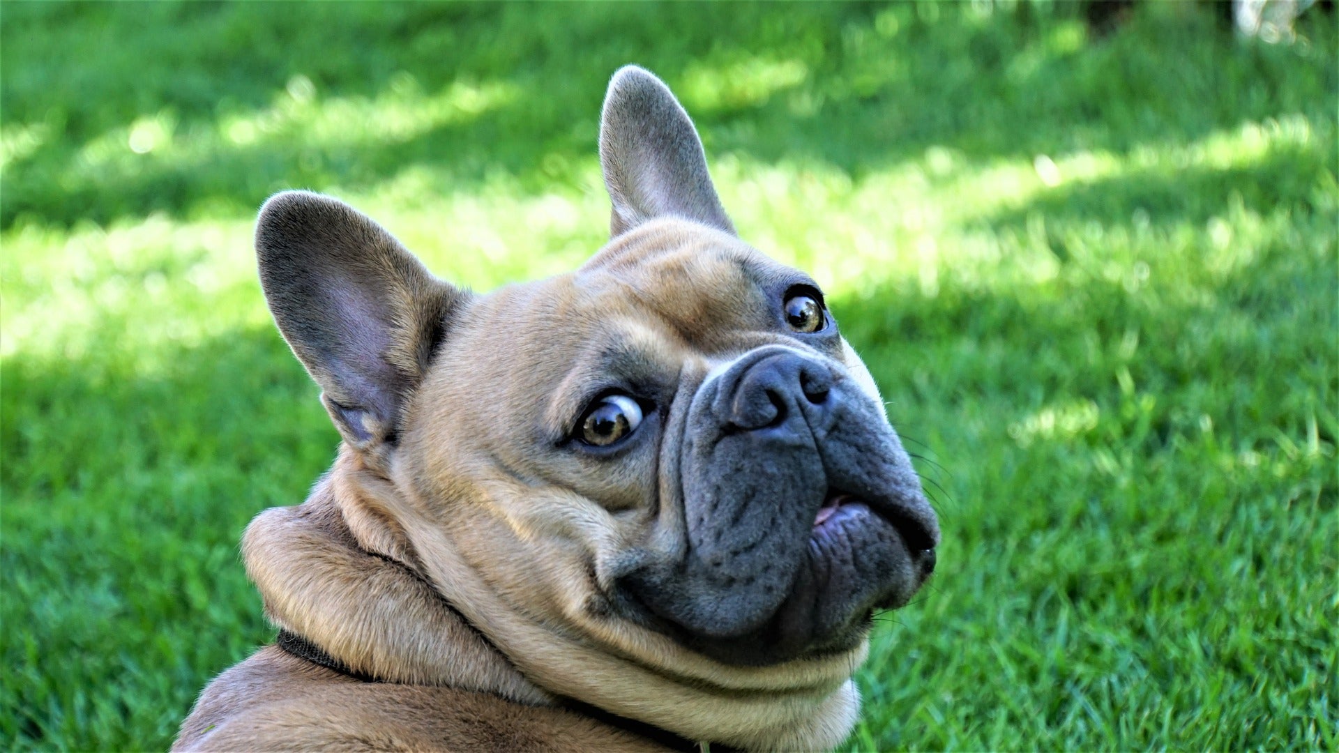 Extraen del estómago de un bulldog 32 patitos de goma Extraen del estómago de un bulldog 32 patitos de goma