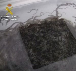 Tráfico ilegal de angulas interceptado por la Guardia Civil Tráfico ilegal de angulas interceptado por la Guardia Civil