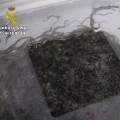Tráfico ilegal de angulas interceptado por la Guardia Civil