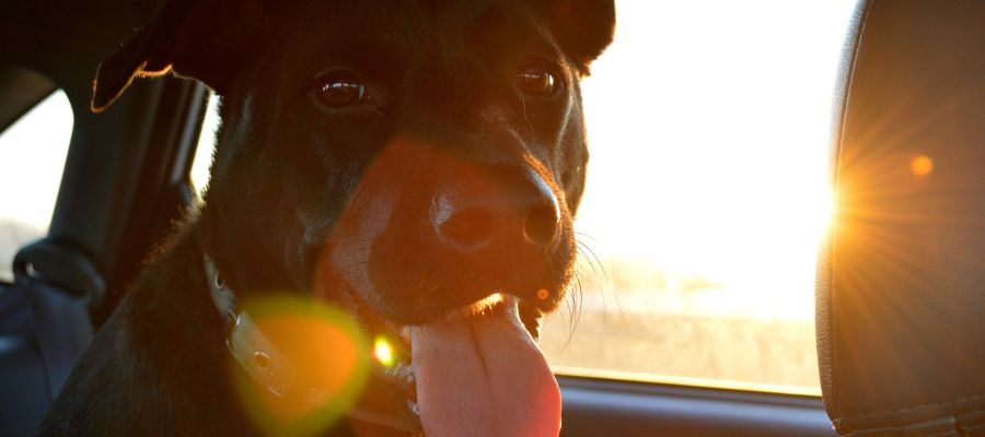 Perro en el interior de un coche Perro en el interior de un coche