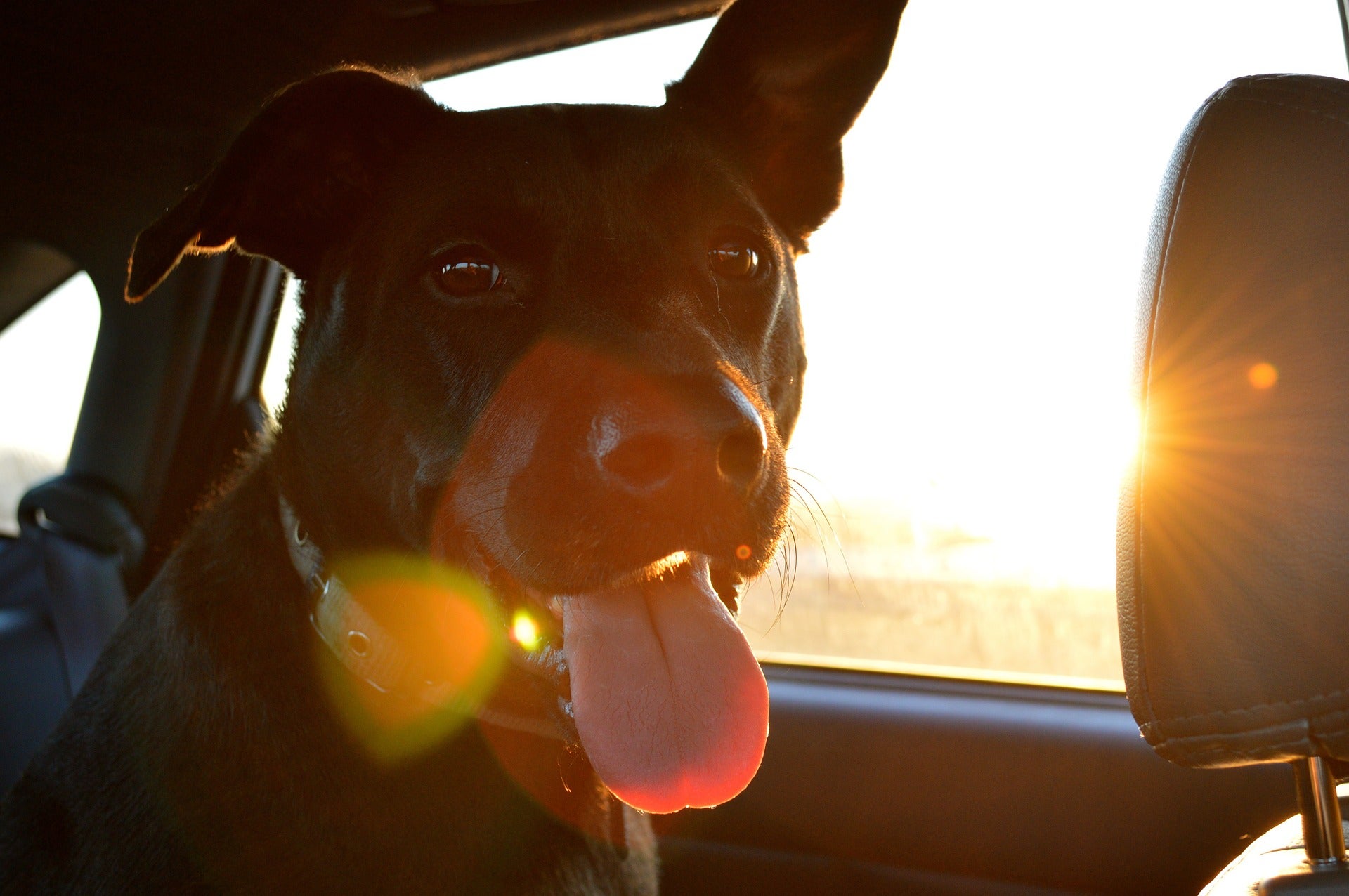 Absuelven al el dueño de los perros que murieron encerrados en su coche a 43 grados Absuelven al el dueño de los perros que murieron encerrados en su coche a 43 grados