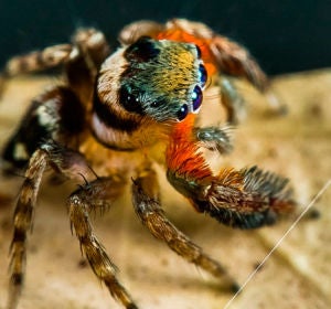 Araña Araña