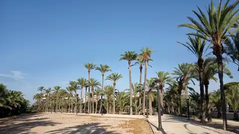 Parque en Elche. Parque en Elche.
