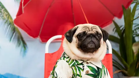 ¿Tu perro lo pasa mejor que tú en vacaciones? ¿Tu perro lo pasa mejor que tú en vacaciones?
