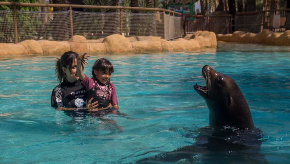 Programa terapéutico con leones marinos de la Fundación Río Safari de Elche.
