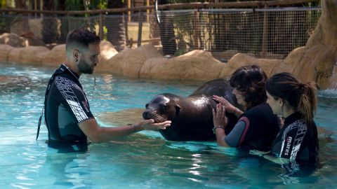 Programa terap&eacute;utico con leones marinos de la Fundaci&oacute;n R&iacute;o Safari de Elche.